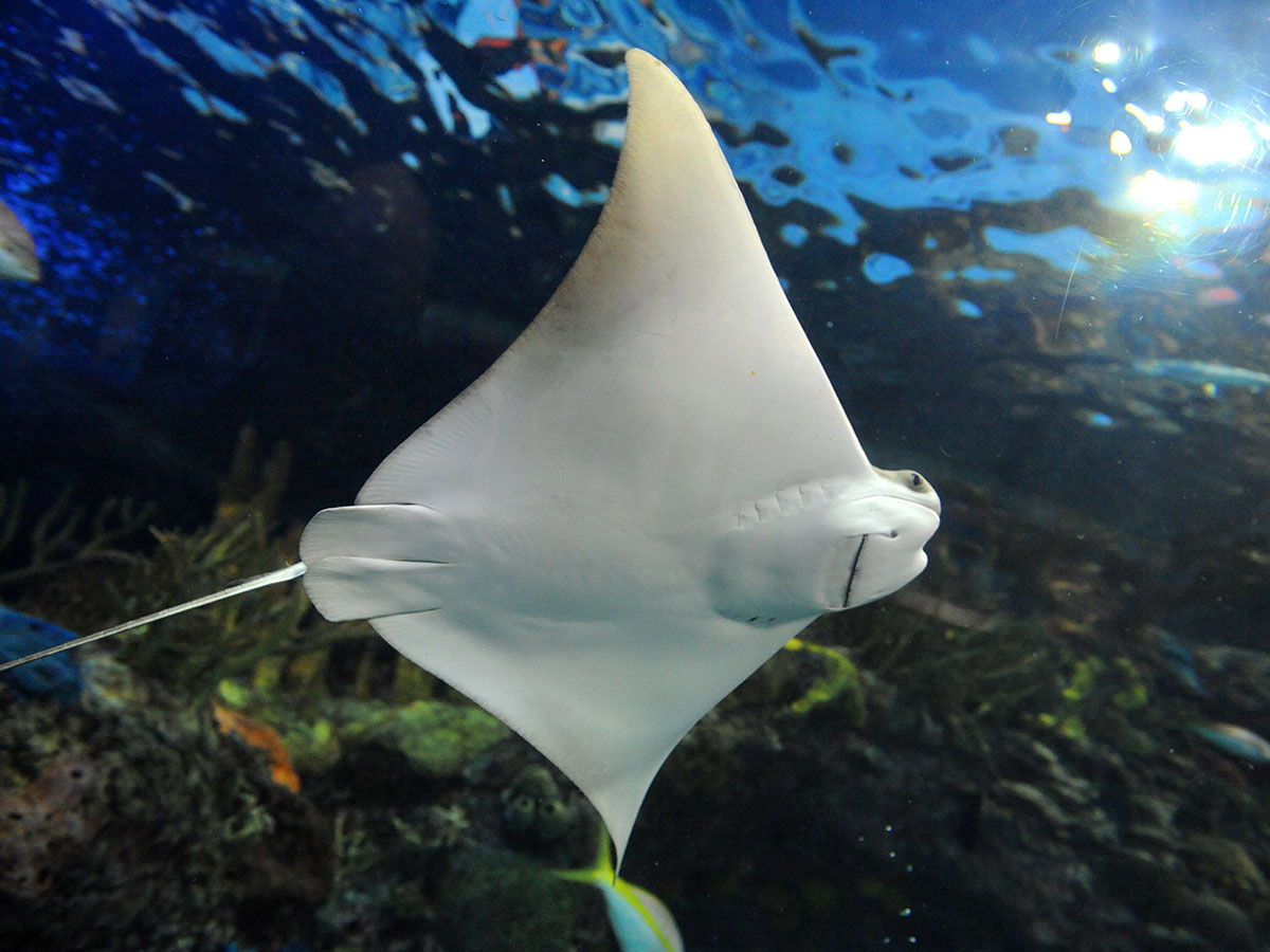 Sting ray at the Audubon Aquarium in New Orleans Sting ray at the Audubon Aquarium in New Orleans