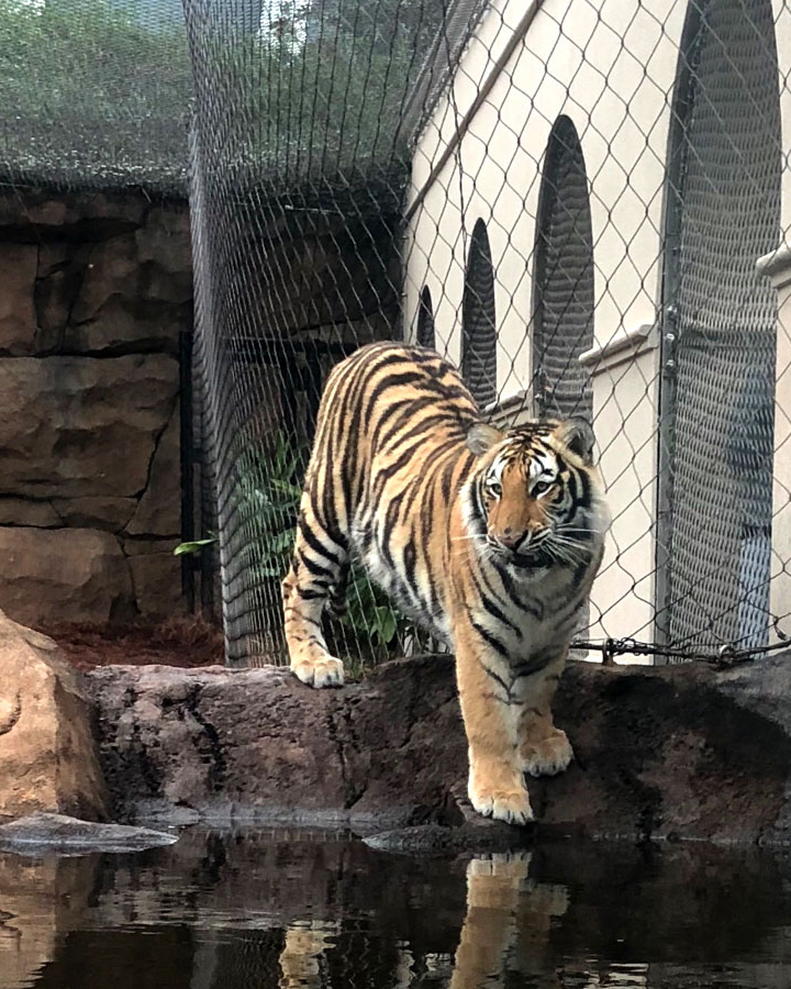 IMG_0584_MikeTiger_water_Web_cropped.jpg LSU's Mascot, Mike the Tiger