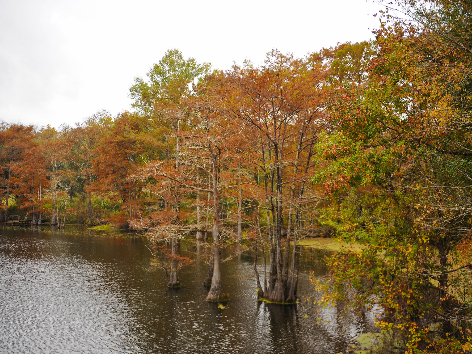 Black Bayou in the fall near Monroe, LA