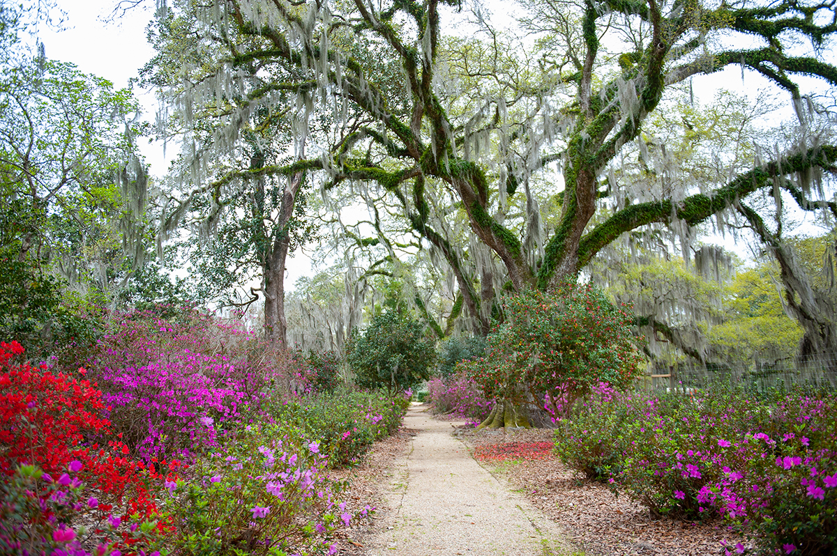 Path among blooming azaleas and spanish moss covered oaks