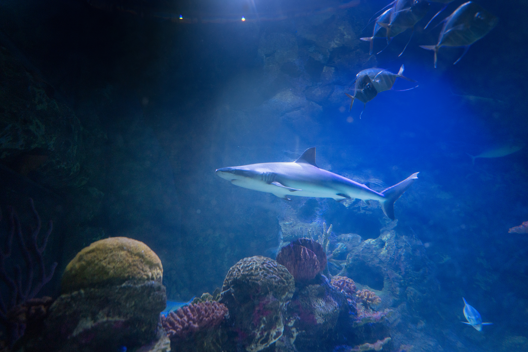 Shreveport Aquarium