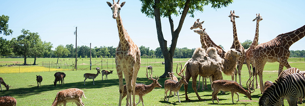 Global Wildlife Center in Folsom