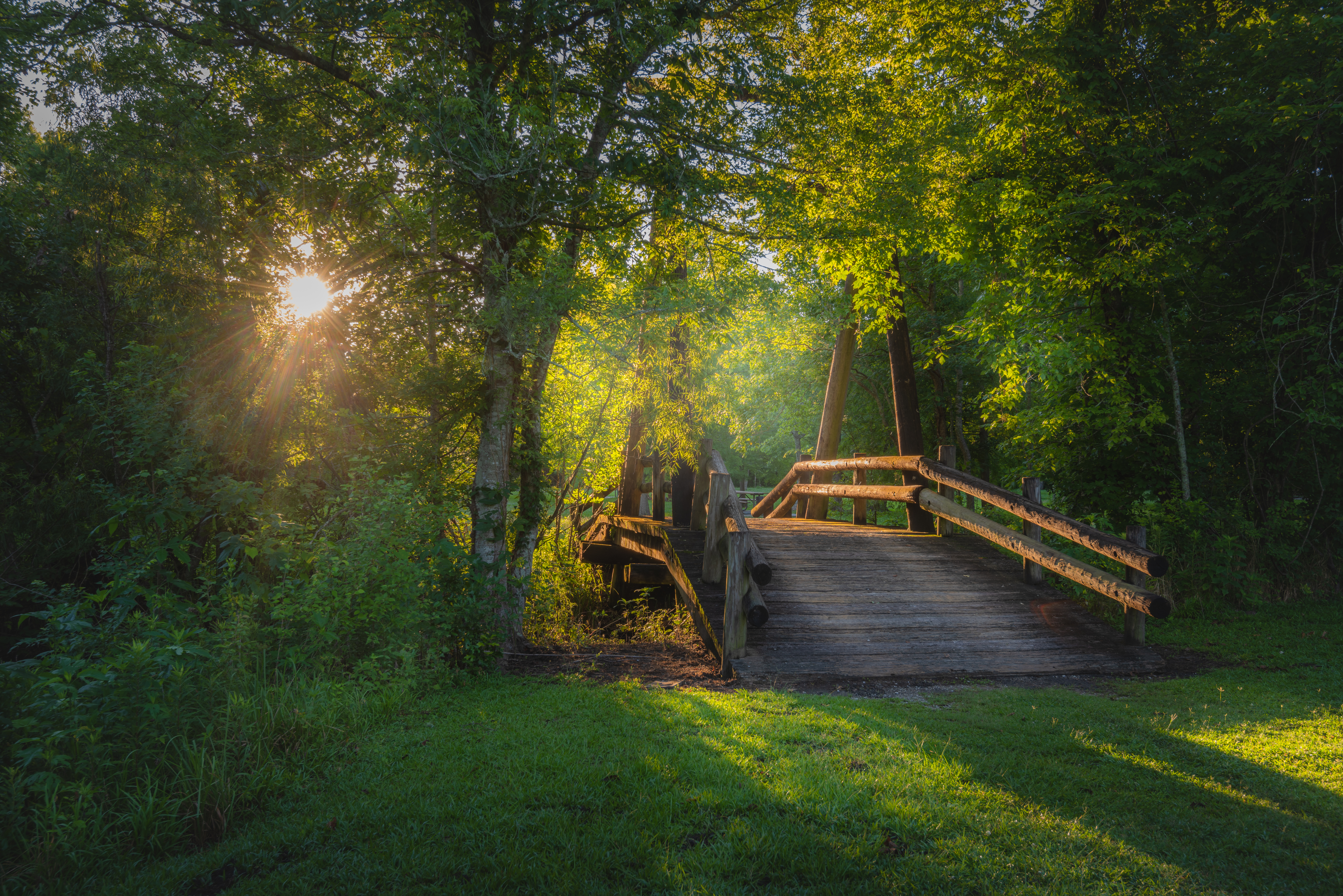 The ethereal woods of St. Bernard State Park in Louisiana, with a wooden bridge descending deeper into the forest.