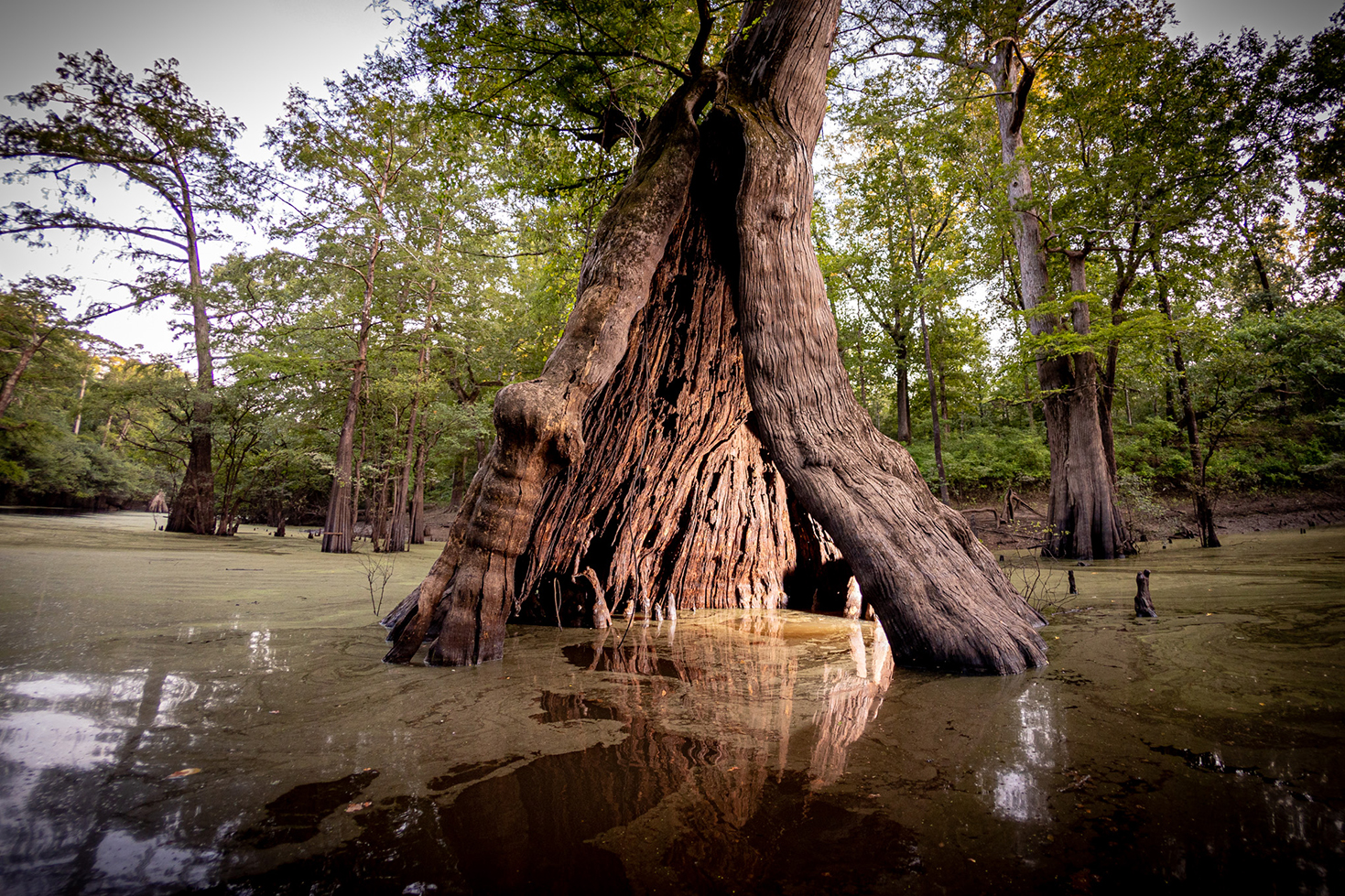 Castle Tree at Chemin-A-Haut State Park