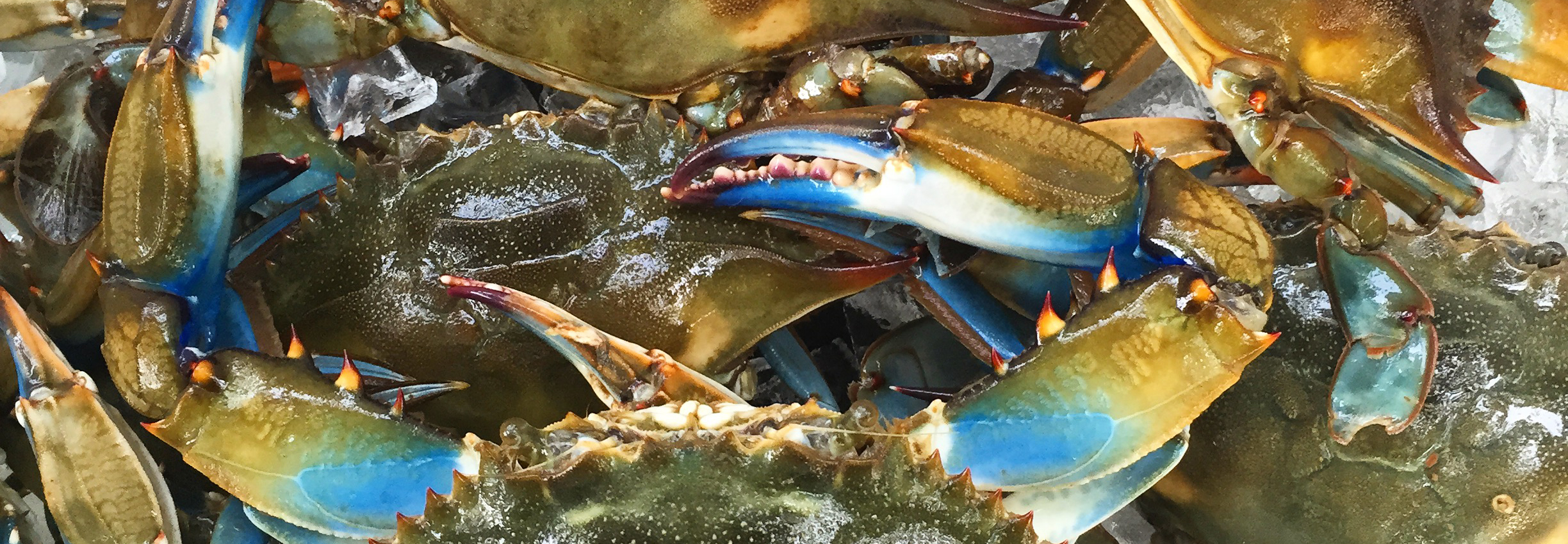 Best Louisiana Seafood Festivals