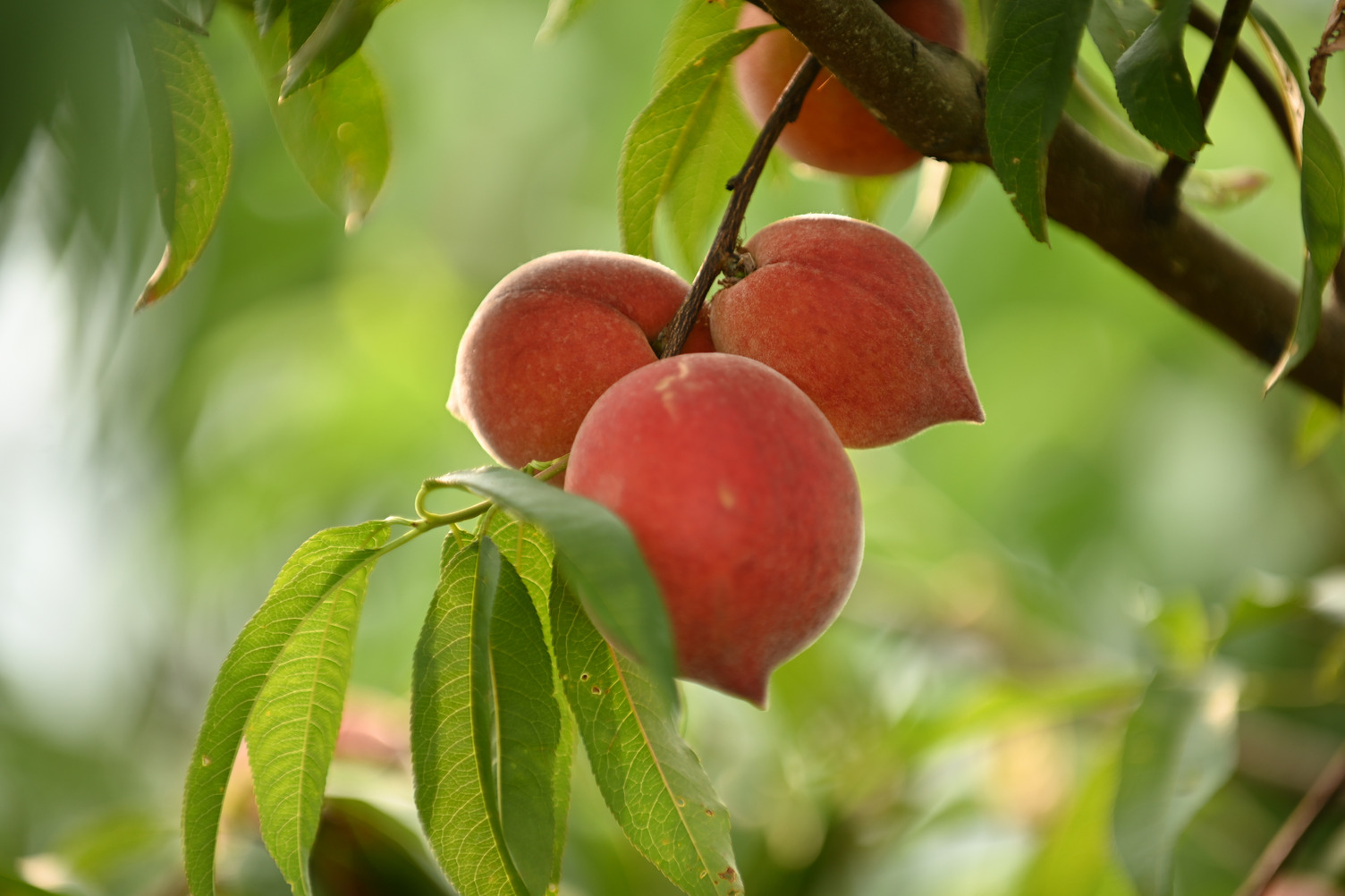 Mitcham Farms Peaches.jpg Mitcham Farms Peaches