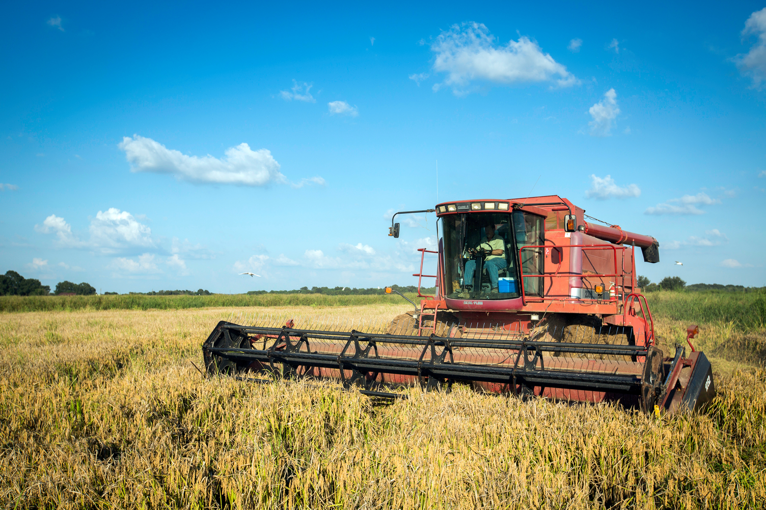 RiceHarvesting_JeffDavisParish08.jpg Rice harvest in Jeff Davis Parish, Louisiana