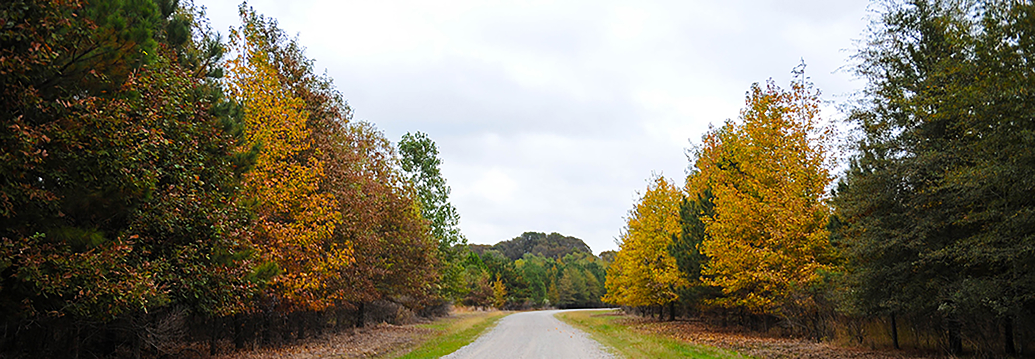 Black Bayou Lake National Wildlife Refuge in Monroe