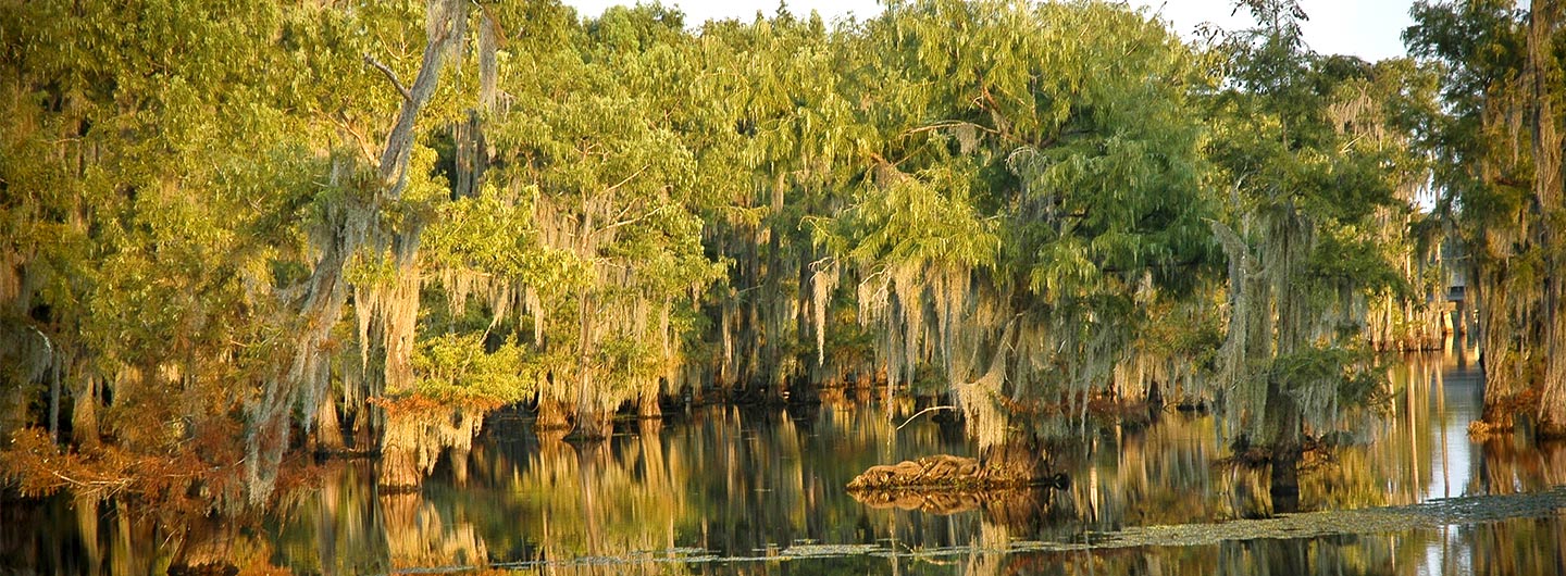 A view of cypress trees in Lake Bistineau State Park.