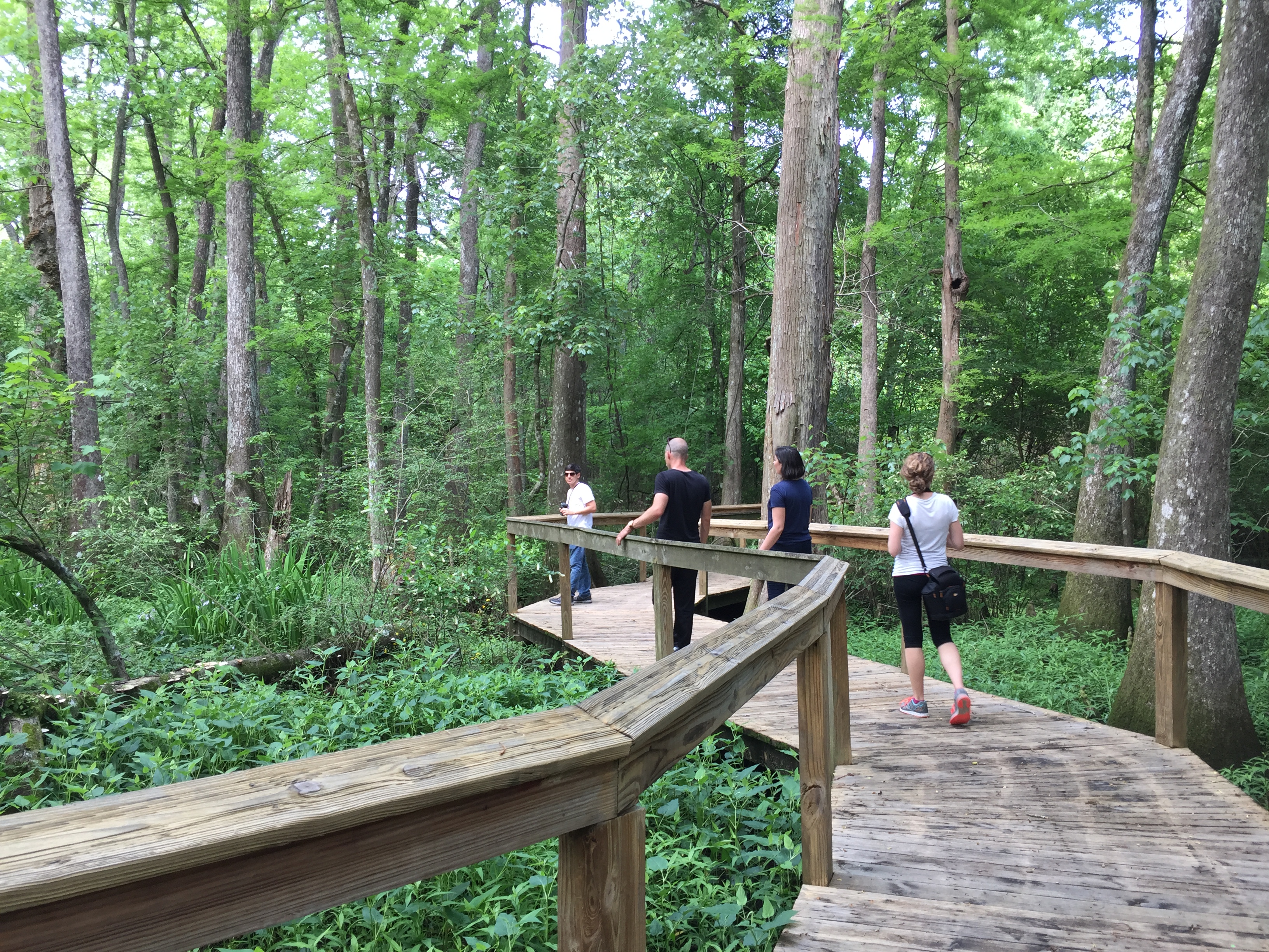 People hike through Bluebonnet Swamp.