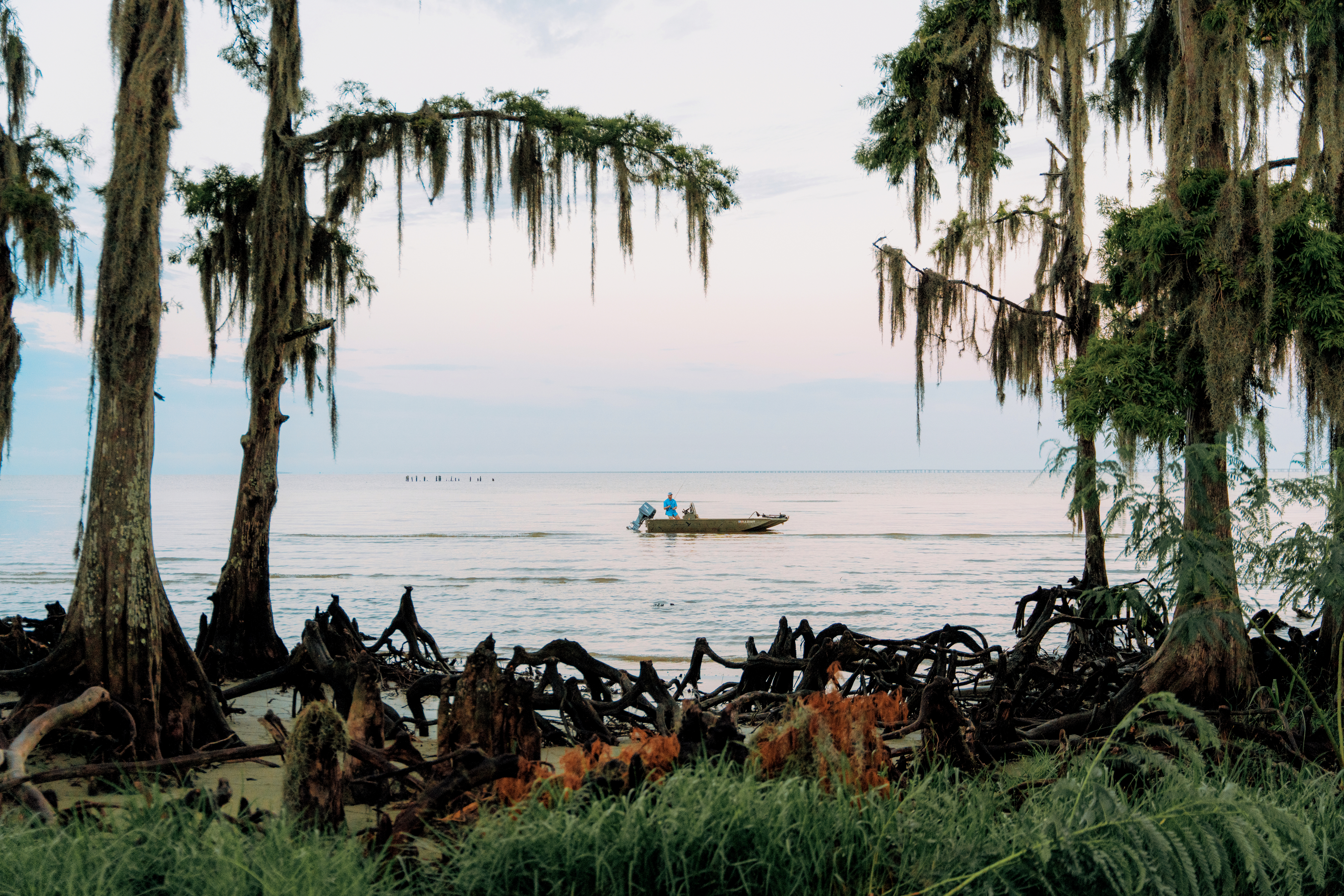 Image of a swamp in Louisiana