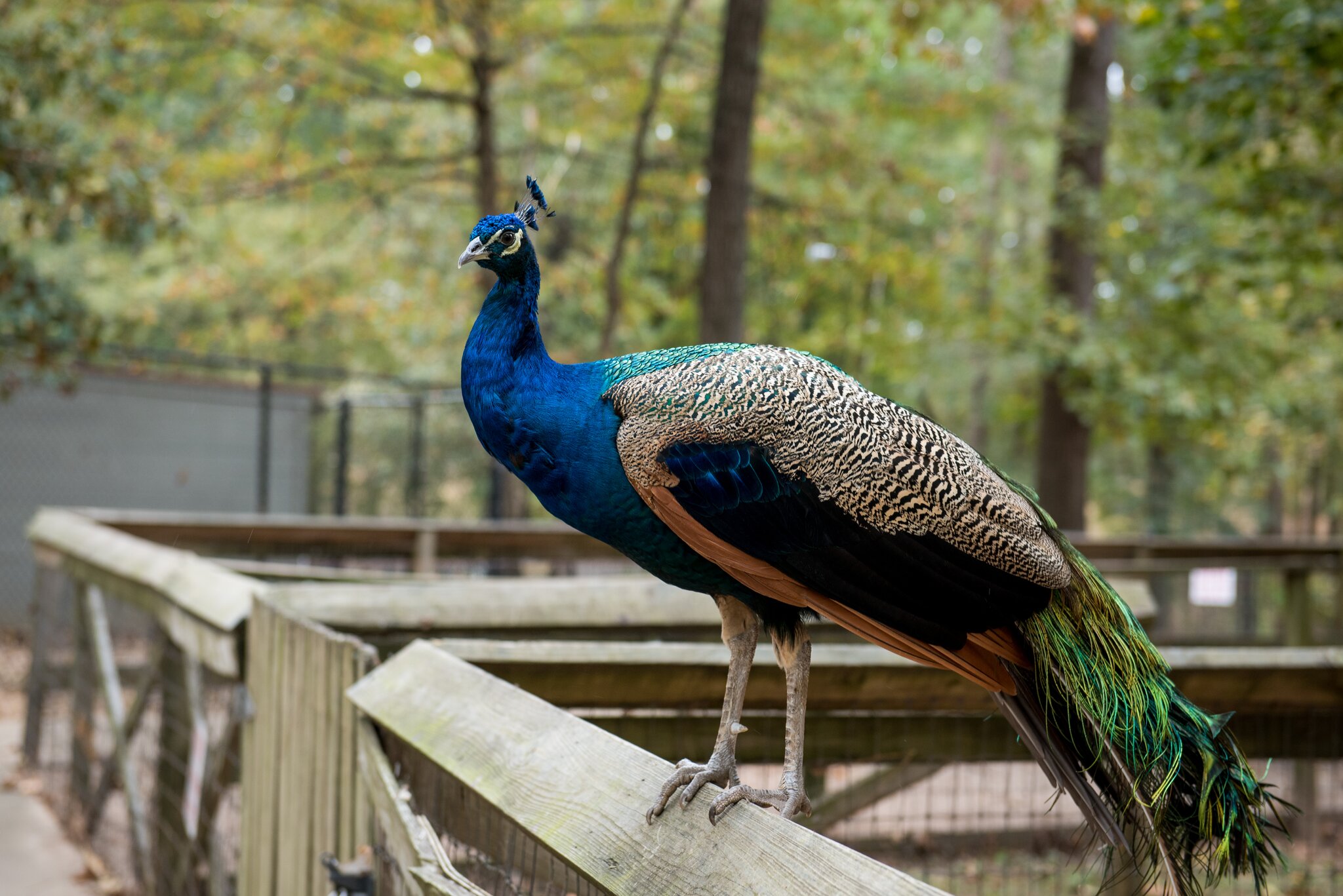 A peacock sits on a wooden railing at Cypress Black Bayou in Louisiana.