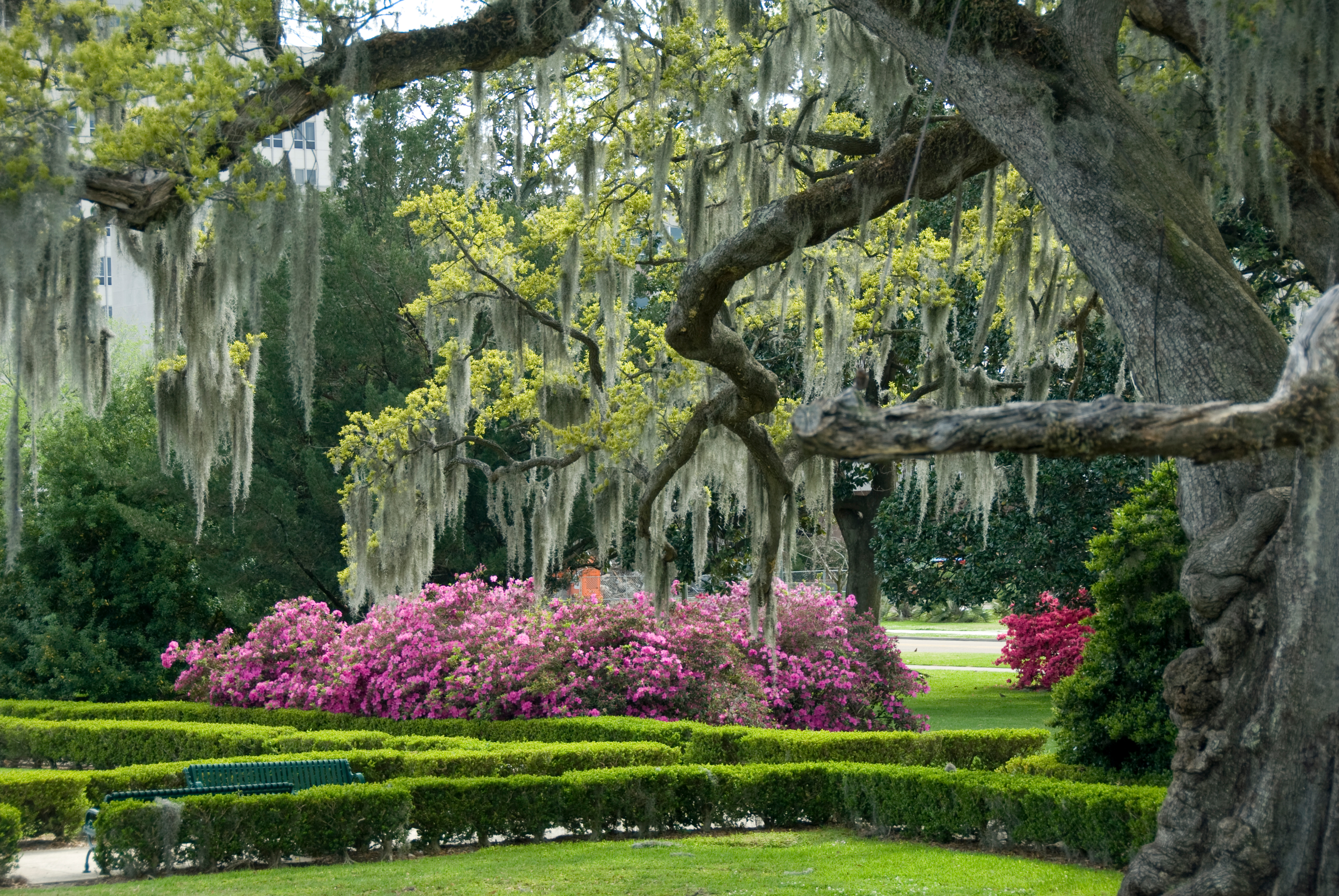 The gardens at the Audubon Historic Site are framed by massive weeping willow trees, and in the background are vibrant purple flowers.