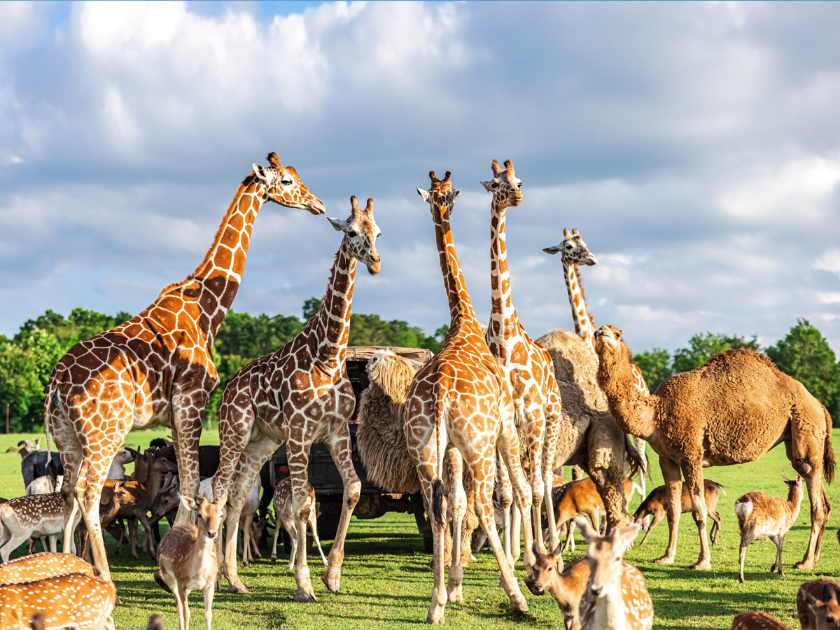A group of giraffes, camels and deer gather in an open grassy safari setting under a partly cloudy sky at the Global Wildlife Center in Tangipahoa Parish.