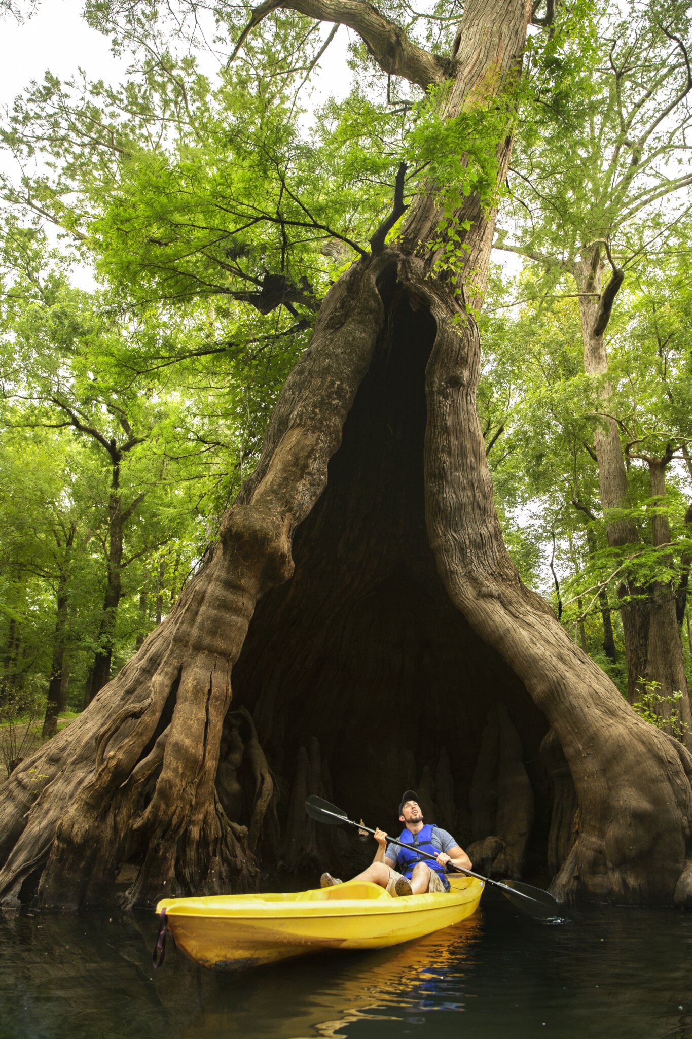 A kayaker paddles into the enormous hollow trunk of an ancient cypress tree at Lake Claiborne State Park.