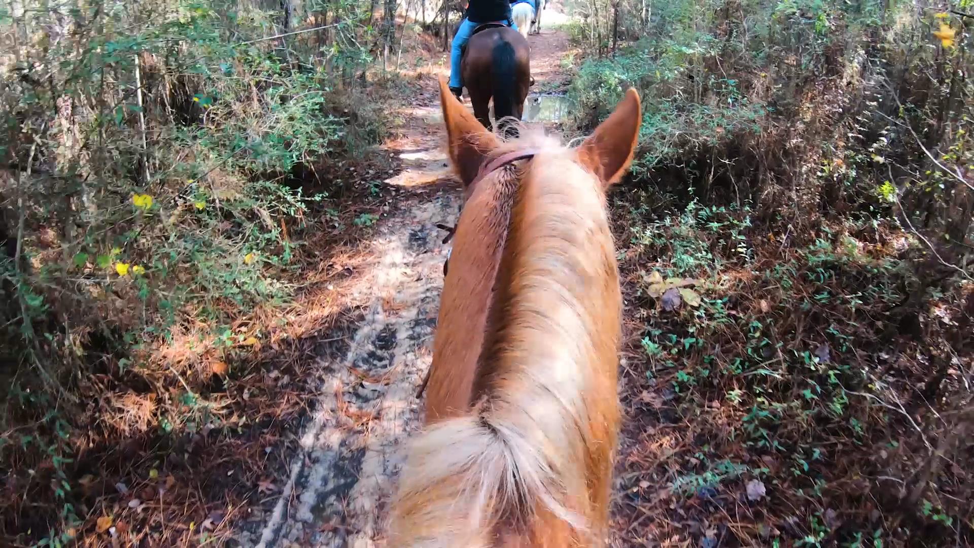 Guide to Kisatchie National Forest