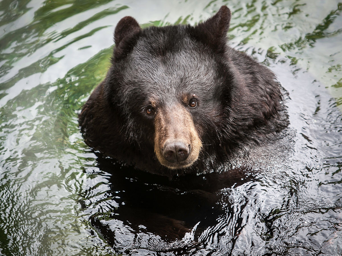 alexandria zoo's black bears alexandria zoo's black bears