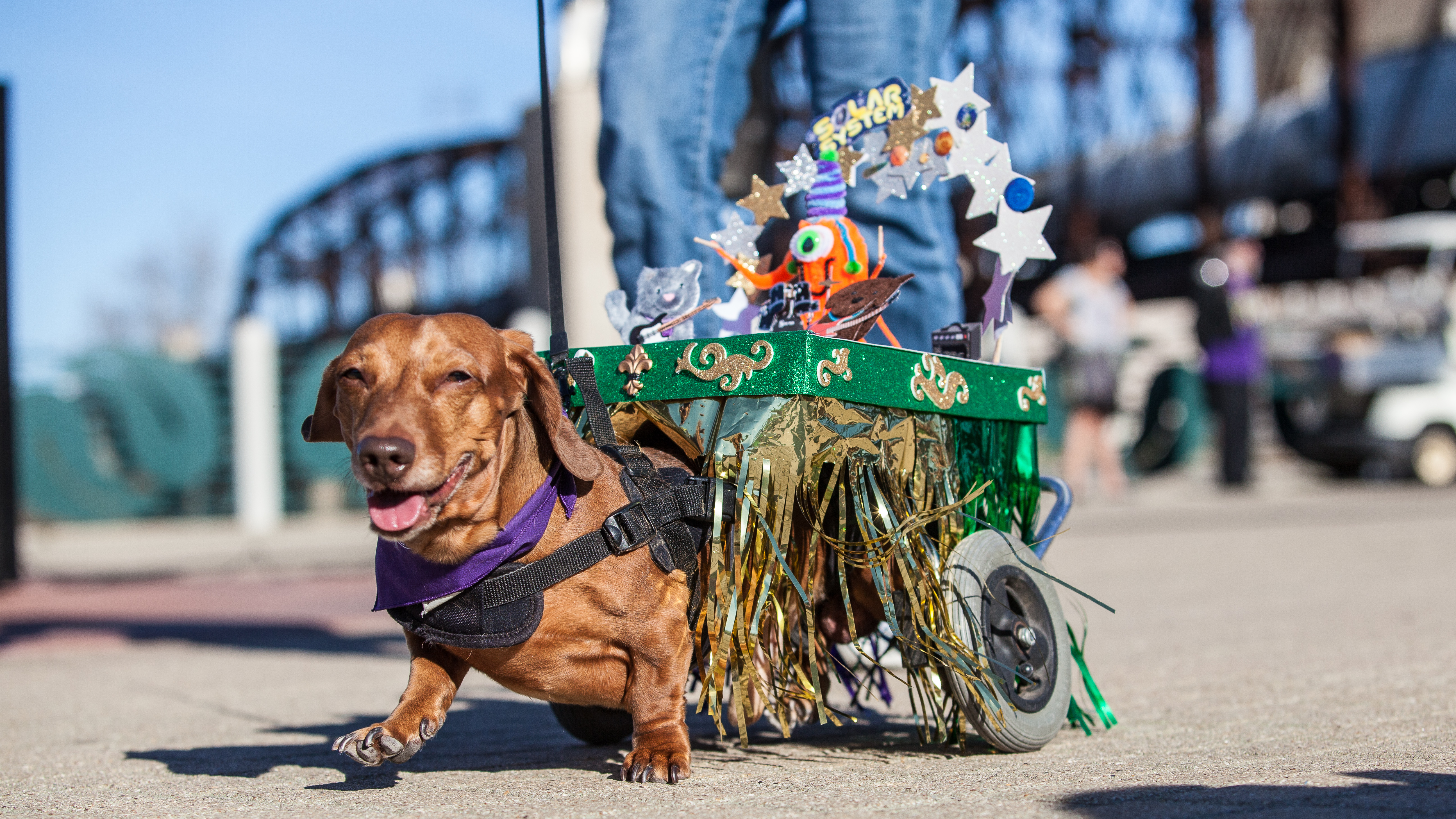 Shreveport-Bossier Krewe of Barkus Parade Shreveport-Bossier Krewe of Barkus Parade