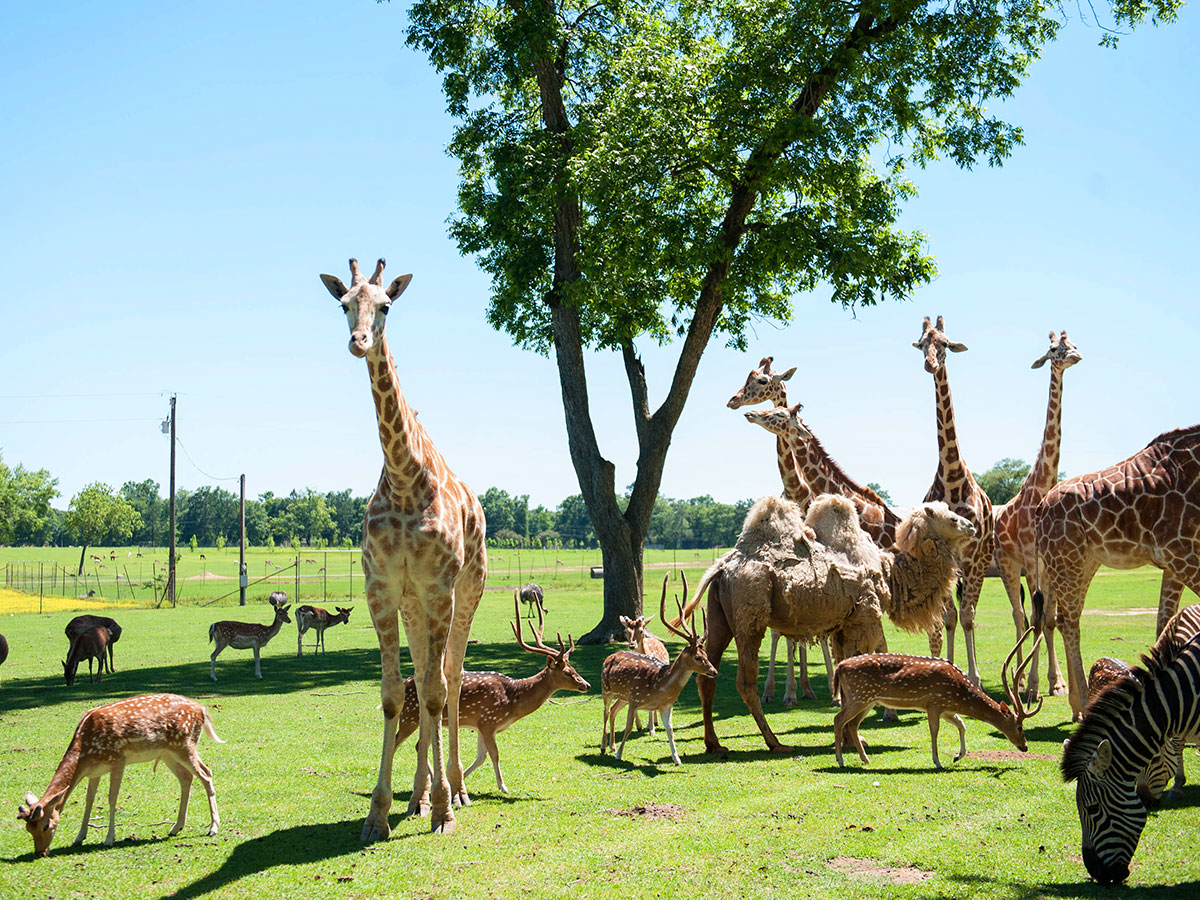 Take a tour to meet all the exotic animals at Global Wildlife Center in Louisiana Take a tour to meet all the exotic animals at Global Wildlife Center in Louisiana
