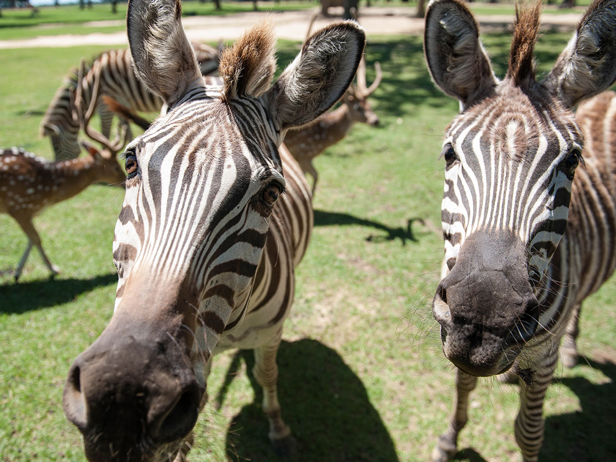 GlobalWildLife-zebras_web.jpg