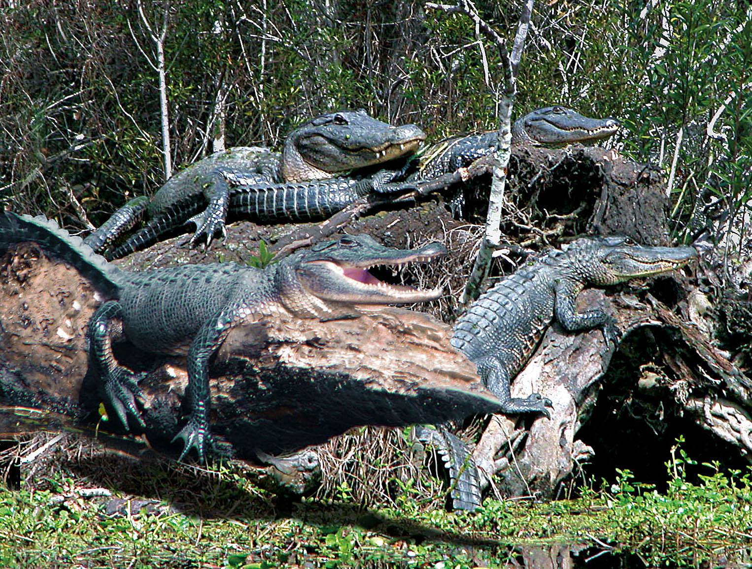 jean Lafitte Swamp tour jean Lafitte Swamp tour