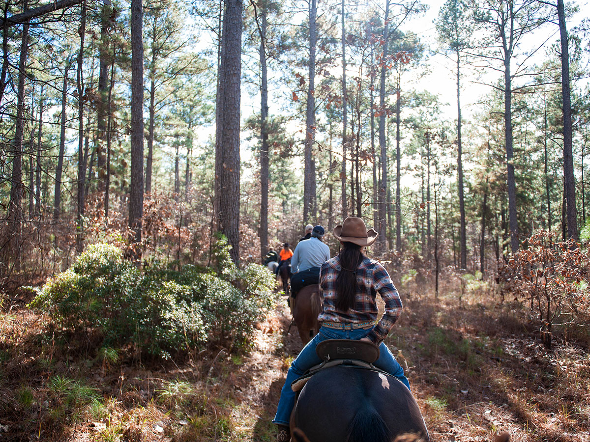 Horseback Riding in Kisatchie National Forest Horseback Riding in Kisatchie National Forest