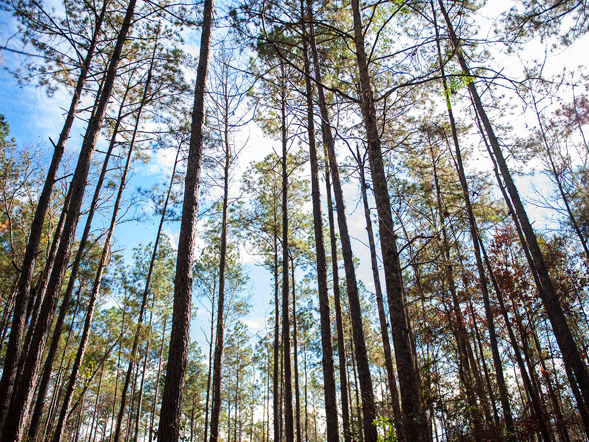 Kisatchie NationalForest trees Scenery