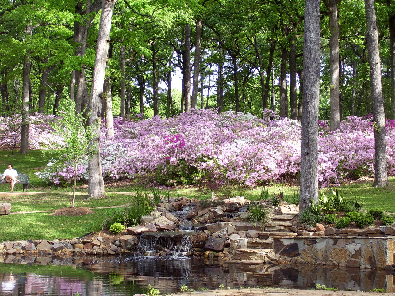 Azaleas in R. W. Norton gardens Azaleas in R. W. Norton gardens
