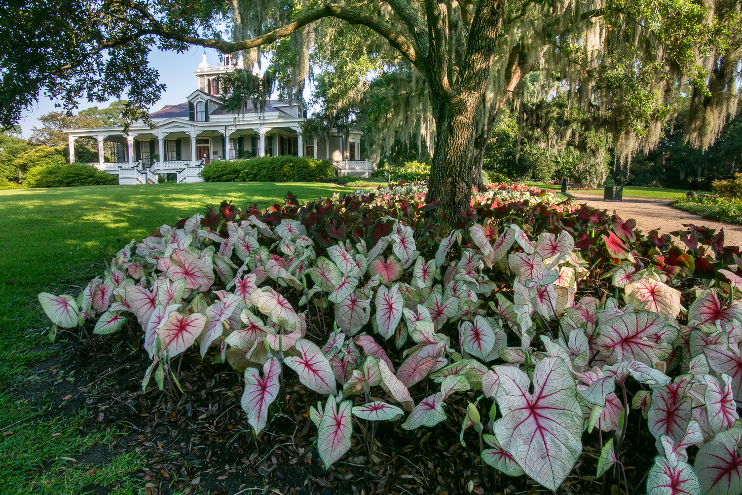 Rip Van Winkle Gardens Vibrant pink and white caladiums underneath a tree with a Southern-style home in the background at Rip Van Winkle Gardens.