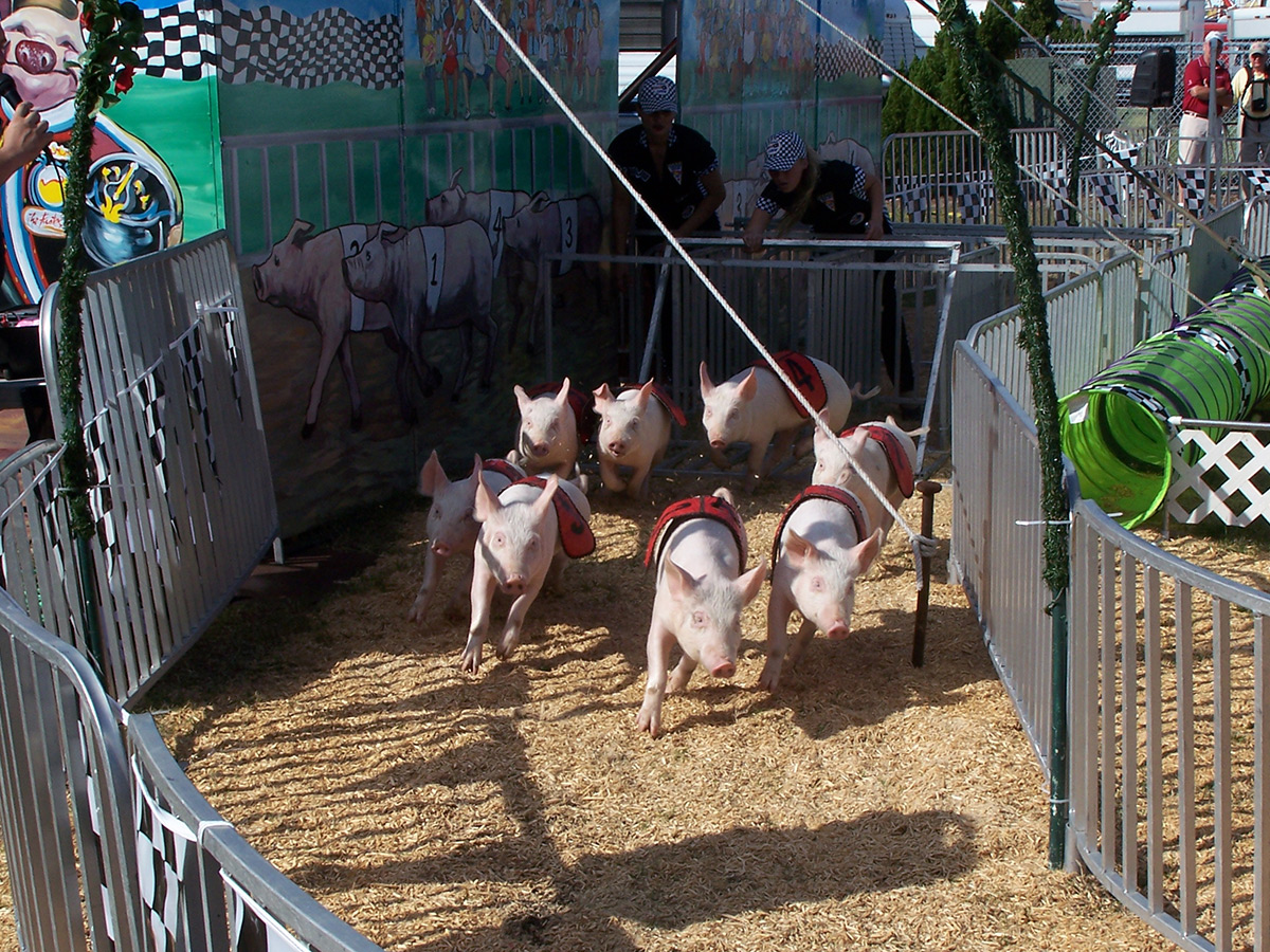 Pig Race Pig Race