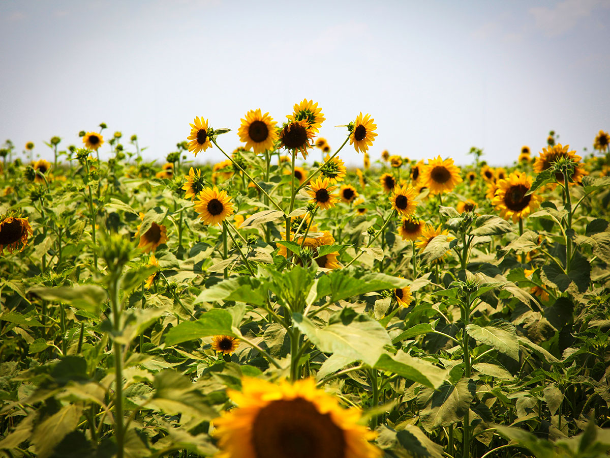 Sunflower Festival and Trail in Gilliam Louisiana A field of golden petals shine brightly under the sun during the Sunflower Festival and Trail in Gilliam, Louisiana.