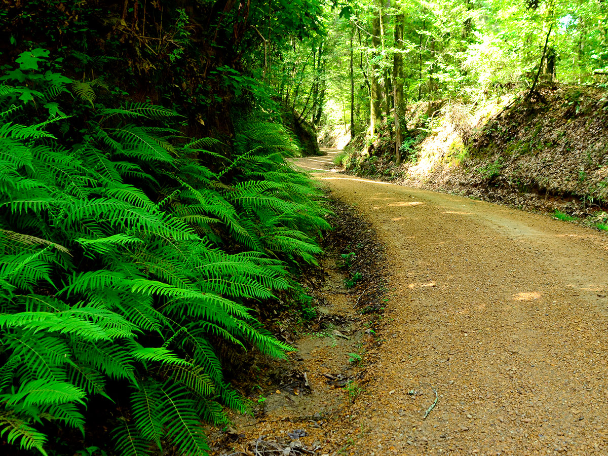 Tunica Hills Wildlife Area attractions and things to do Tunica Hills Wildlife Area attractions and things to do