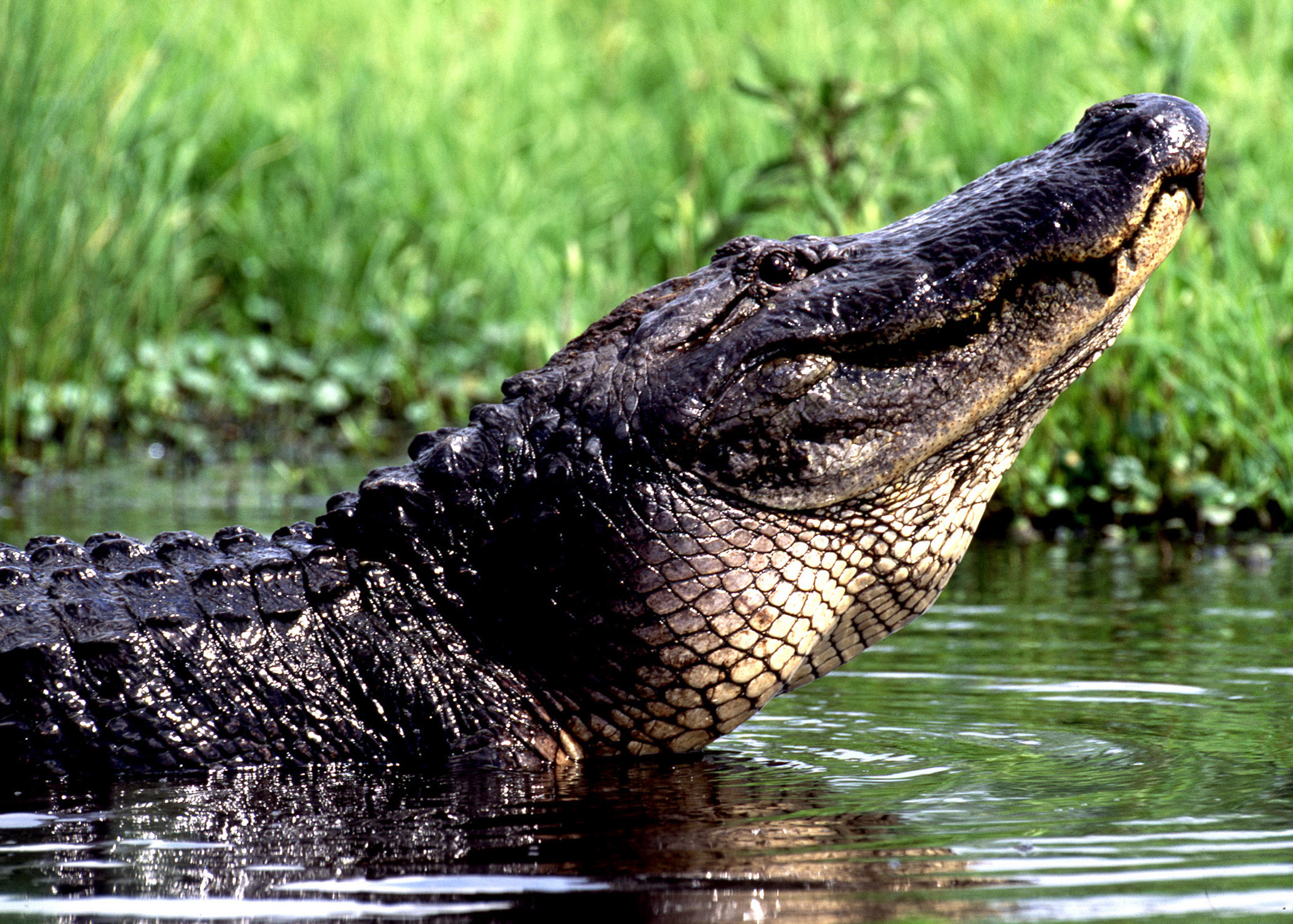 Are Crocodiles in Louisiana
