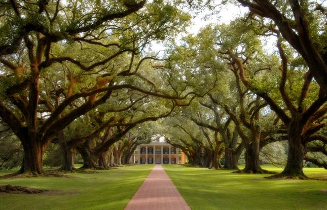 Oak Alley Plantation's dramatic entry lined with moss draped oaks.