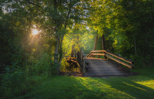 The ethereal woods of St. Bernard State Park in Louisiana, with a wooden bridge descending deeper into the forest.