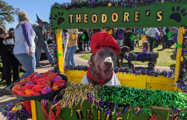 Dog riding in a Mardi Gras float that resembles a crawfish boil restaurant.