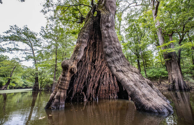 Castle Tree at Chemin A Haut State Park