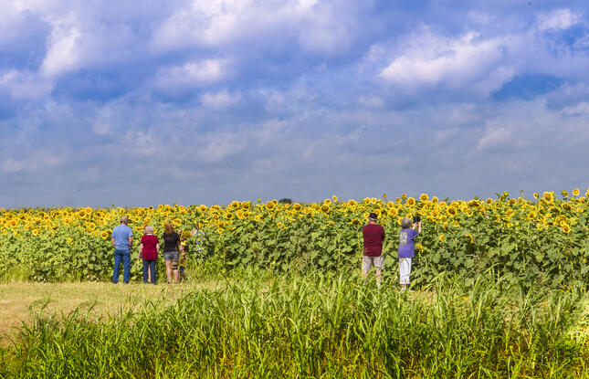 Five people gaze at a field of tall sunflowers.