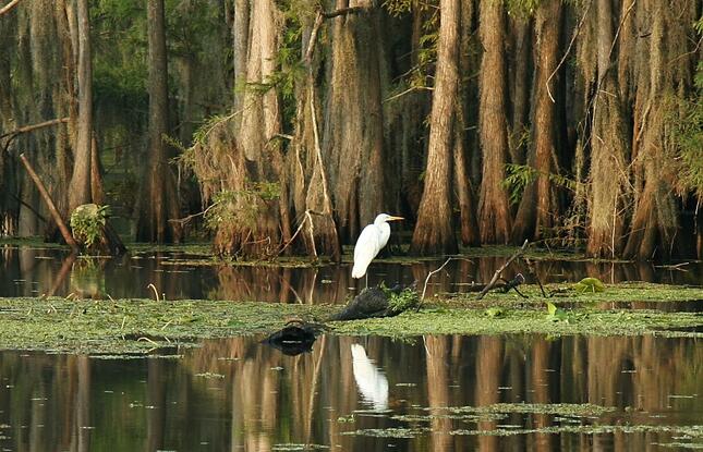 Great Egret