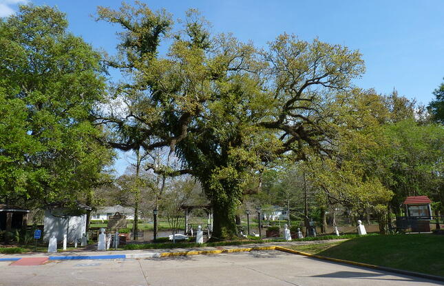 Evangeline Oak tree in St. Martinville