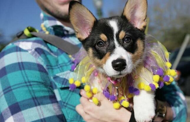 A pup lets his own hold him during Krewe de Paws of Olde Towne