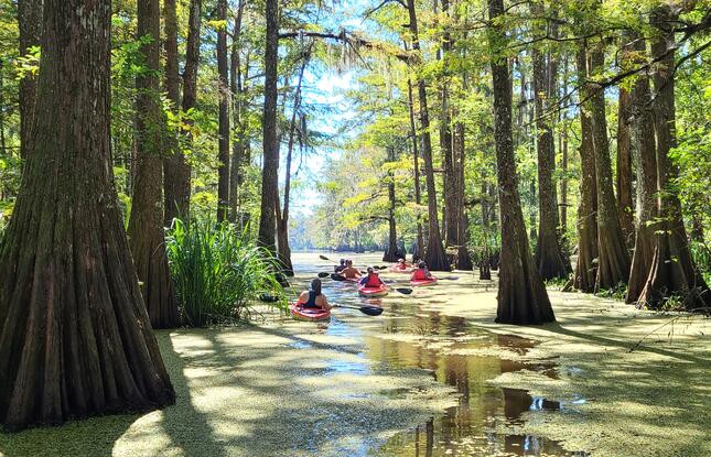 Four people in orange kayaks paddle the Atchafalaya Basin. The swamp is mossy and filled with tall cypress trees.