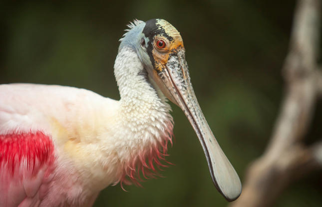 Roseate Spoonbill at Rip Van Winkle Gardens