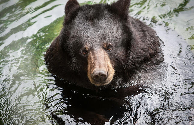 alexandria zoo's black bears