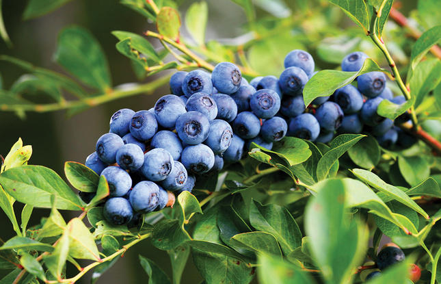 Blueberries ripen on the vine at Blue Harvest Farm in Covington, Louisiana