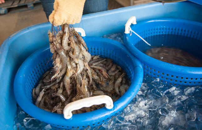 Fresh Louisiana Shrimp