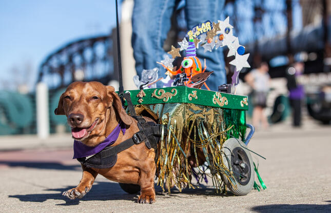 Shreveport-Bossier Krewe of Barkus Parade