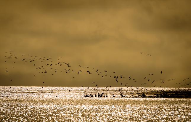 Birds landing on a strip of grass at sunrise or sunset at Grand Isle Beach in Louisiana.