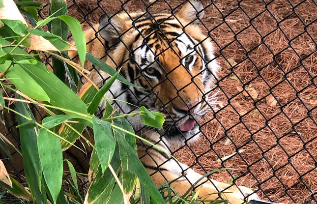 Mike the Tiger stares through the fence of his habitat at LSU in Baton Rouge.