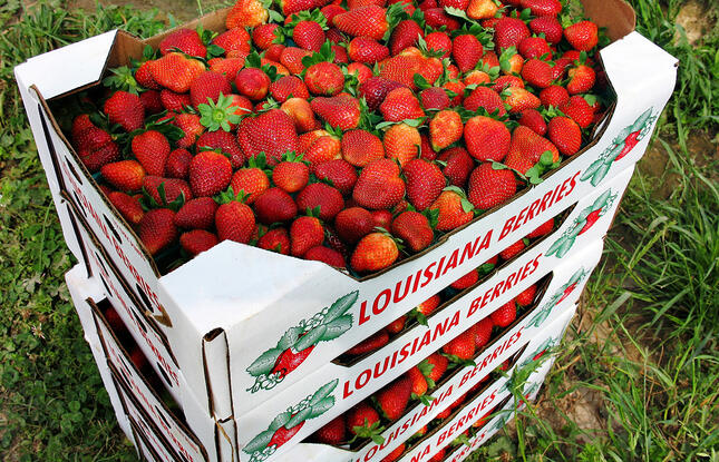 Ponchatoula Strawberries
